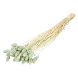 Trocken Phalaris hellblau L70cm