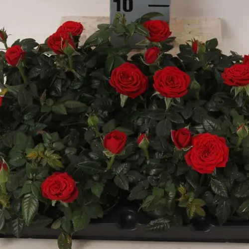 Rosa rot mini T06 H10