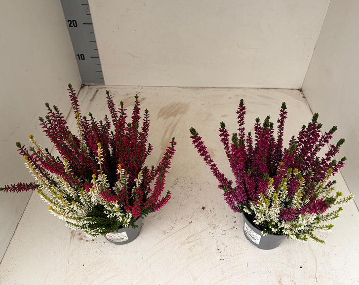 Calluna Twin mix T10,5 H025