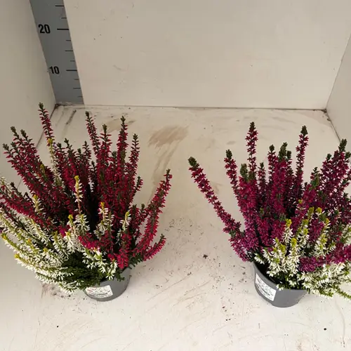 Calluna Twin mix T10,5 H025