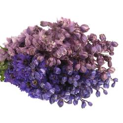 Delphinium mix lila/blau Ex 60cm