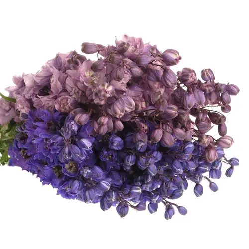 Delphinium mix lila/blau Ex 60cm