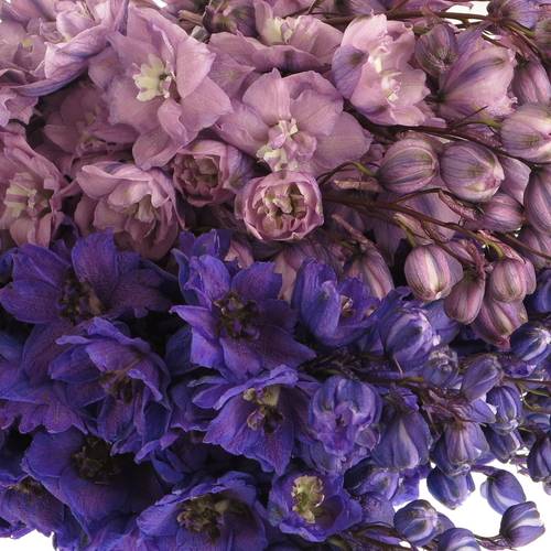 Delphinium mix lila/blau Ex 60cm