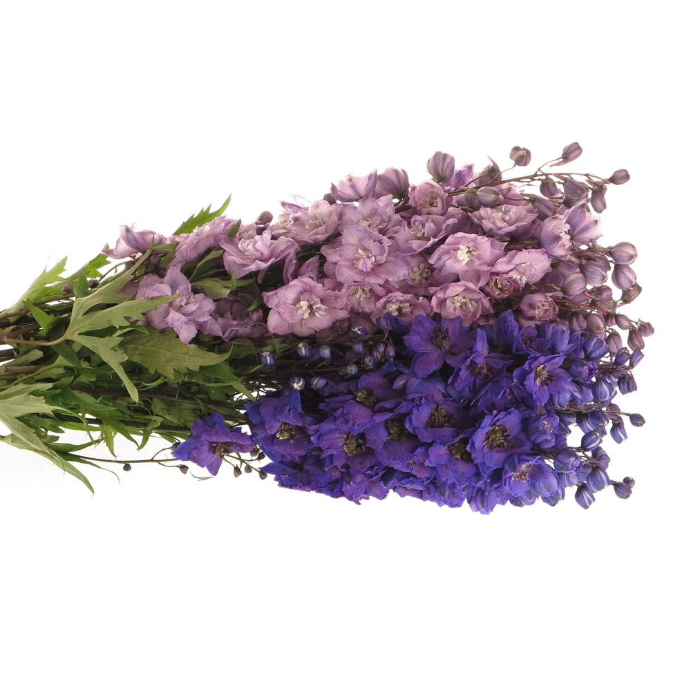 Delphinium mix lila/blau Ex 60cm