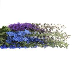 Delphinium mix lila/blau Ex 60cm