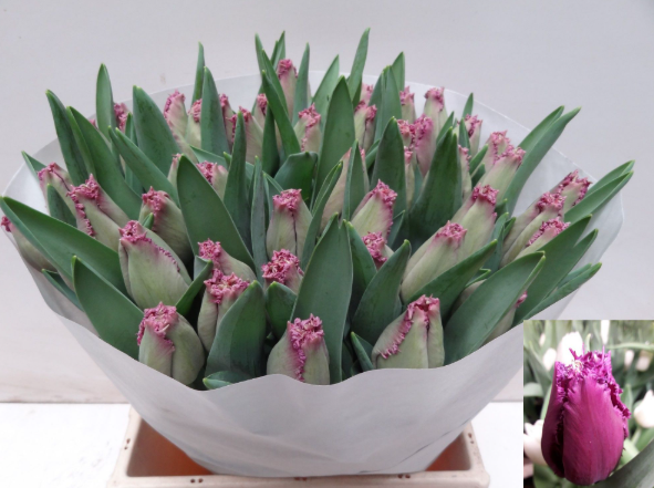 Tulpe lila fr Reine de lairesse 40 Gramm