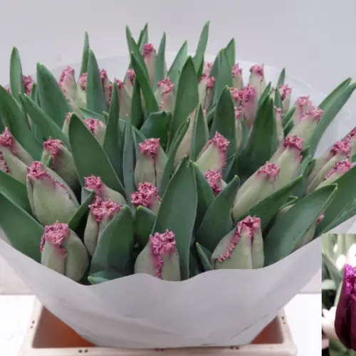 Tulpe lila fr Reine de lairesse 40 Gramm