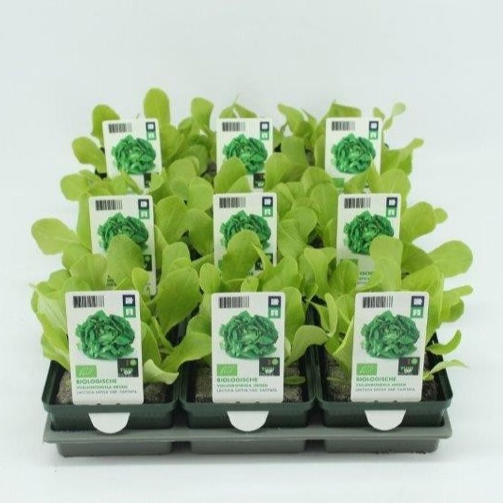 Bio Freilandsalat H5 grün (9x6 pfl.)