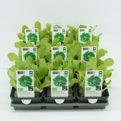 Bio Freilandsalat H5 grün (9x6 pfl.)