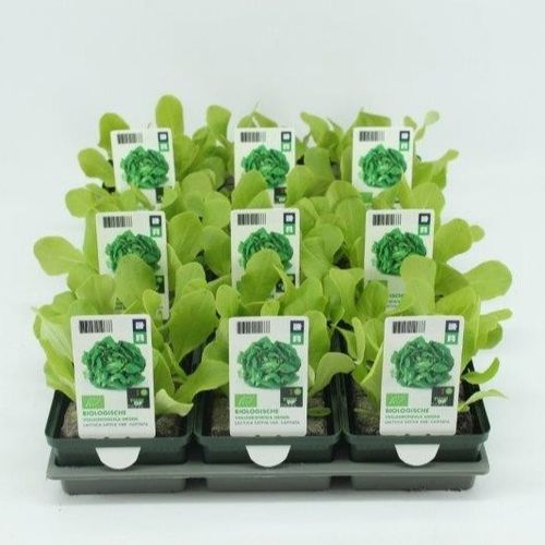 Bio Freilandsalat H5 grün (9x6 pfl.)