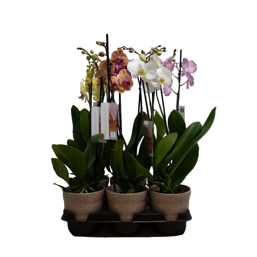 Phal.2-R mix im Dawn Pixel Topf braun T12 H055