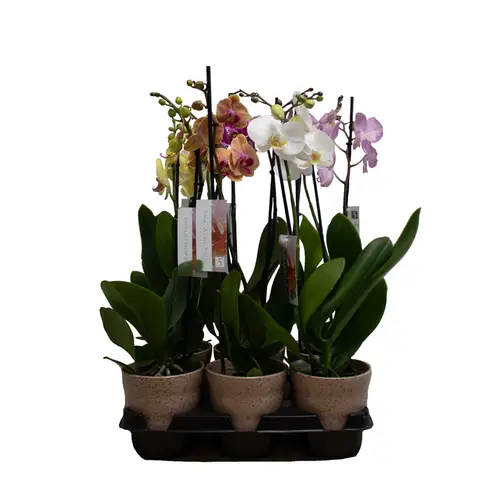 Phal.2-R mix im Dawn Pixel Topf braun T12 H055