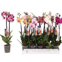 Phal.2-R mix im Dawn Pixel Topf braun T12 H055