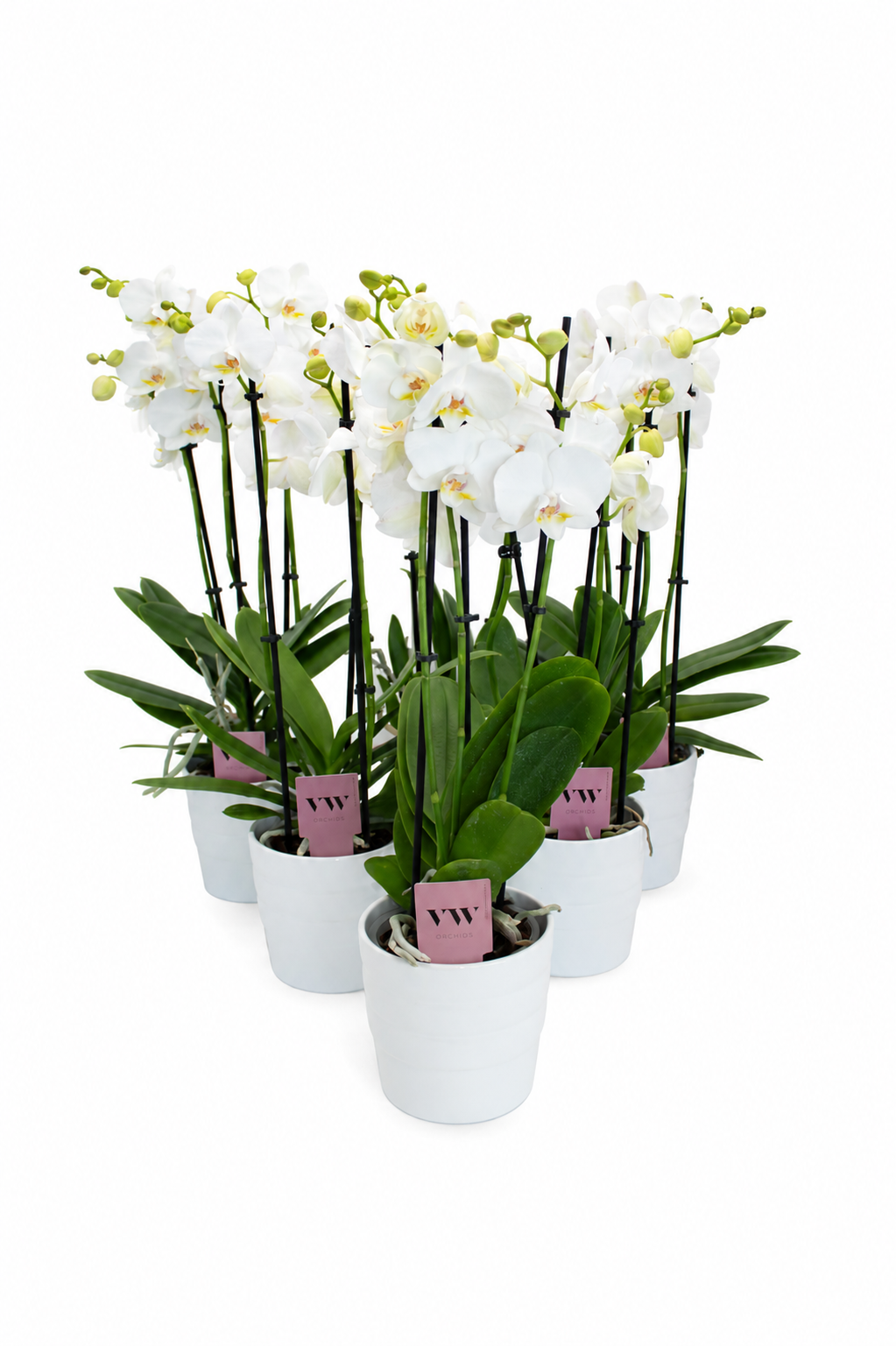 Phal.2-R weiss im Übertopf weiss T12 H055