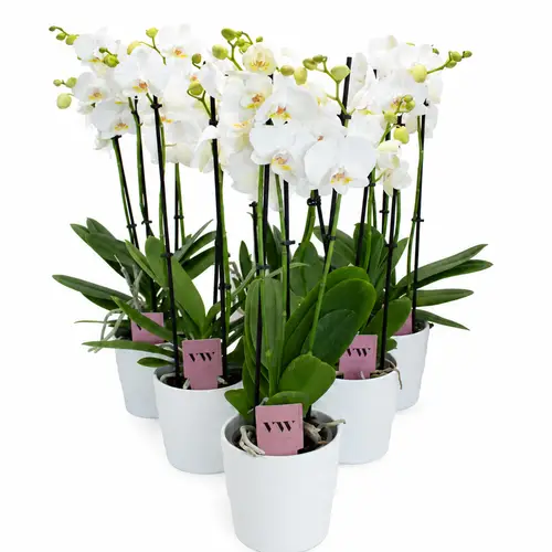 Phal.2-R weiss im Übertopf weiss T12 H055