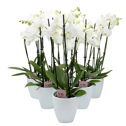 Phal.3-R weiss im Odense Übertopf weiss T12 H055