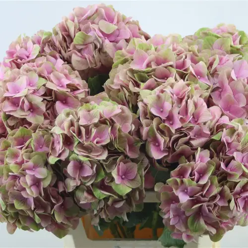 Hortensie rosa-grün Love Pink Bol 18cm 60cm