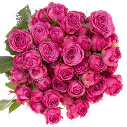 Rose verzweigt dunkel rosa Clas Sensation 5+Blüte 70cm