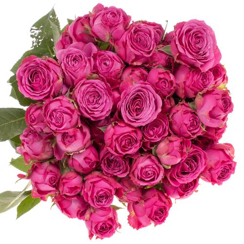 Rose verzweigt dunkel rosa Clas Sensation 5+Blüte 70cm