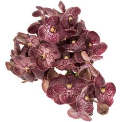 Vanda dunkel rot Chocolate Red 2-3 Stiele 16Blüte