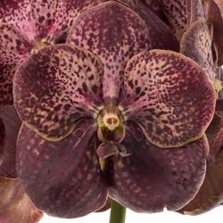 Vanda dunkel rot Chocolate Red 2-3 Stiele 16Blüte