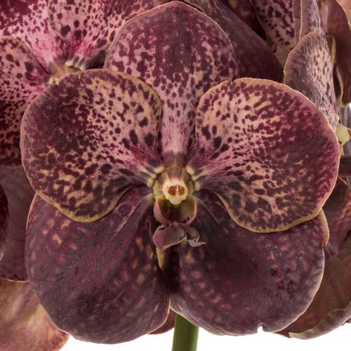 Vanda dunkel rot Chocolate Red 2-3 Stiele 16Blüte