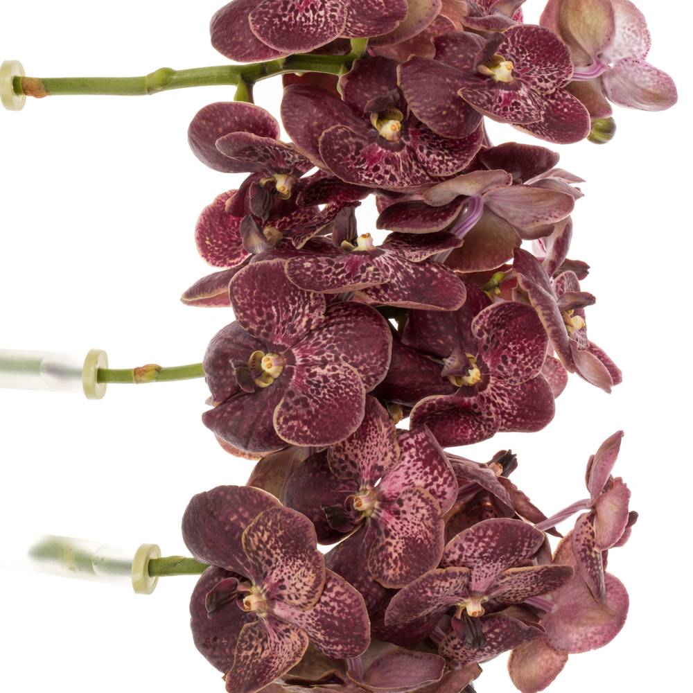 Vanda dunkel rot Chocolate Red 2-3 Stiele 16Blüte