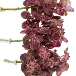 Vanda dunkel rot Chocolate Red 2-3 Stiele 16Blüte