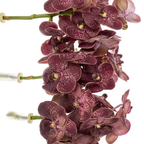 Vanda dunkel rot Chocolate Red 2-3 Stiele 16Blüte