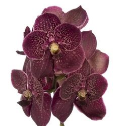 Vanda rot Choco Red 16 Blüten 3 Stiele