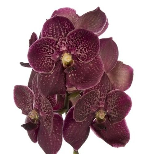 Vanda rot Choco Red 16 Blüten 3 Stiele