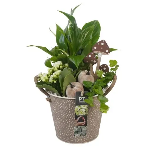 Spath.Arr PTHI5369 Herbst T16 H035