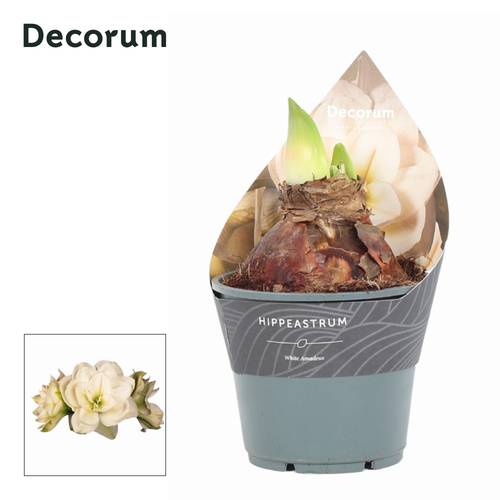 Amaryllis 2er weiss Gefüllt Amadeus T14 H015