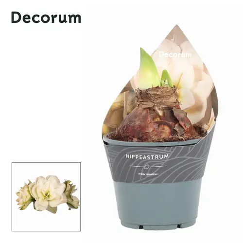 Amaryllis 2er weiss Gefüllt Amadeus T14 H015