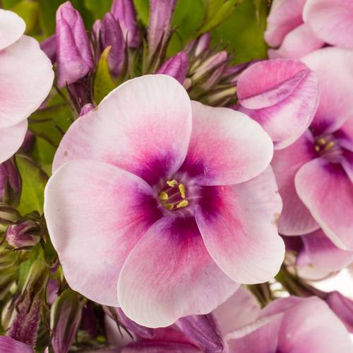 Phlox hell rosa Jeff s Pink 55cm