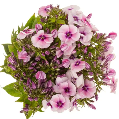 Phlox hell rosa Jeff s Pink 55cm