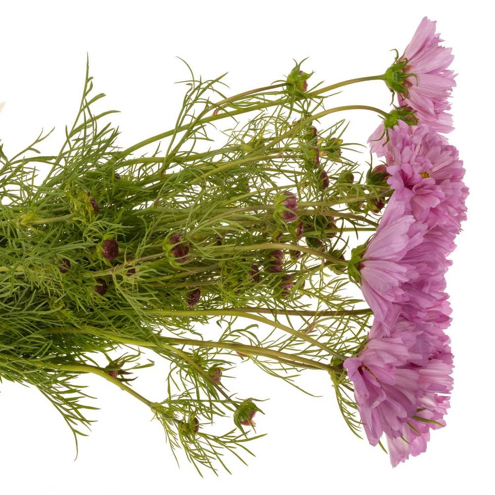 Cosmos rosa 55cm