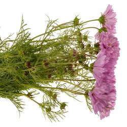 Cosmos rosa 55cm