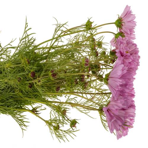 Cosmos rosa 55cm