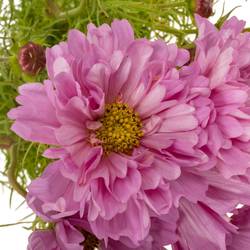 Cosmos rosa 55cm