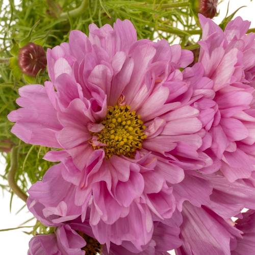 Cosmos rosa 55cm