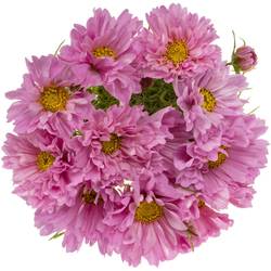 Cosmos rosa 55cm