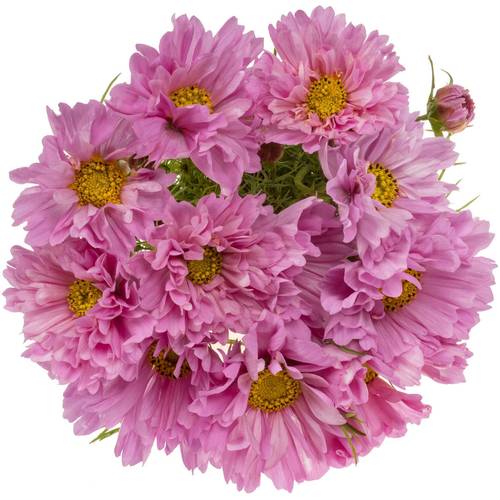 Cosmos rosa 55cm