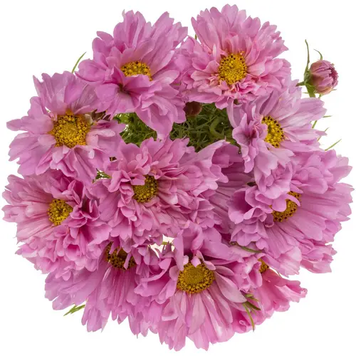Cosmos rosa 55cm