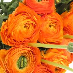 Ranunkel orange Cloni Mandarino 45cm
