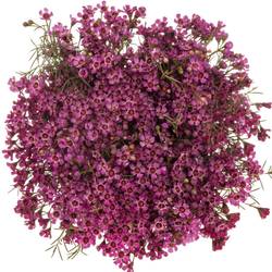 Wachsflower rosa Jupiter 50 Gramm 70cm