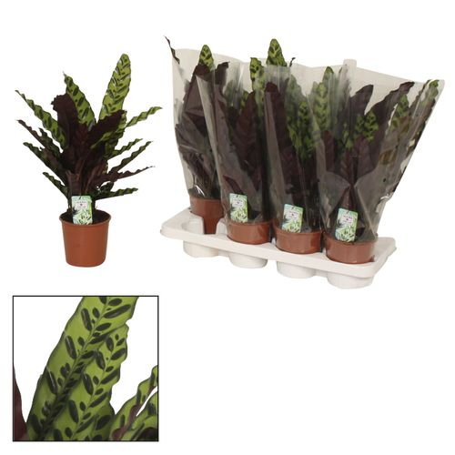 Calathea Insigne T14 H45