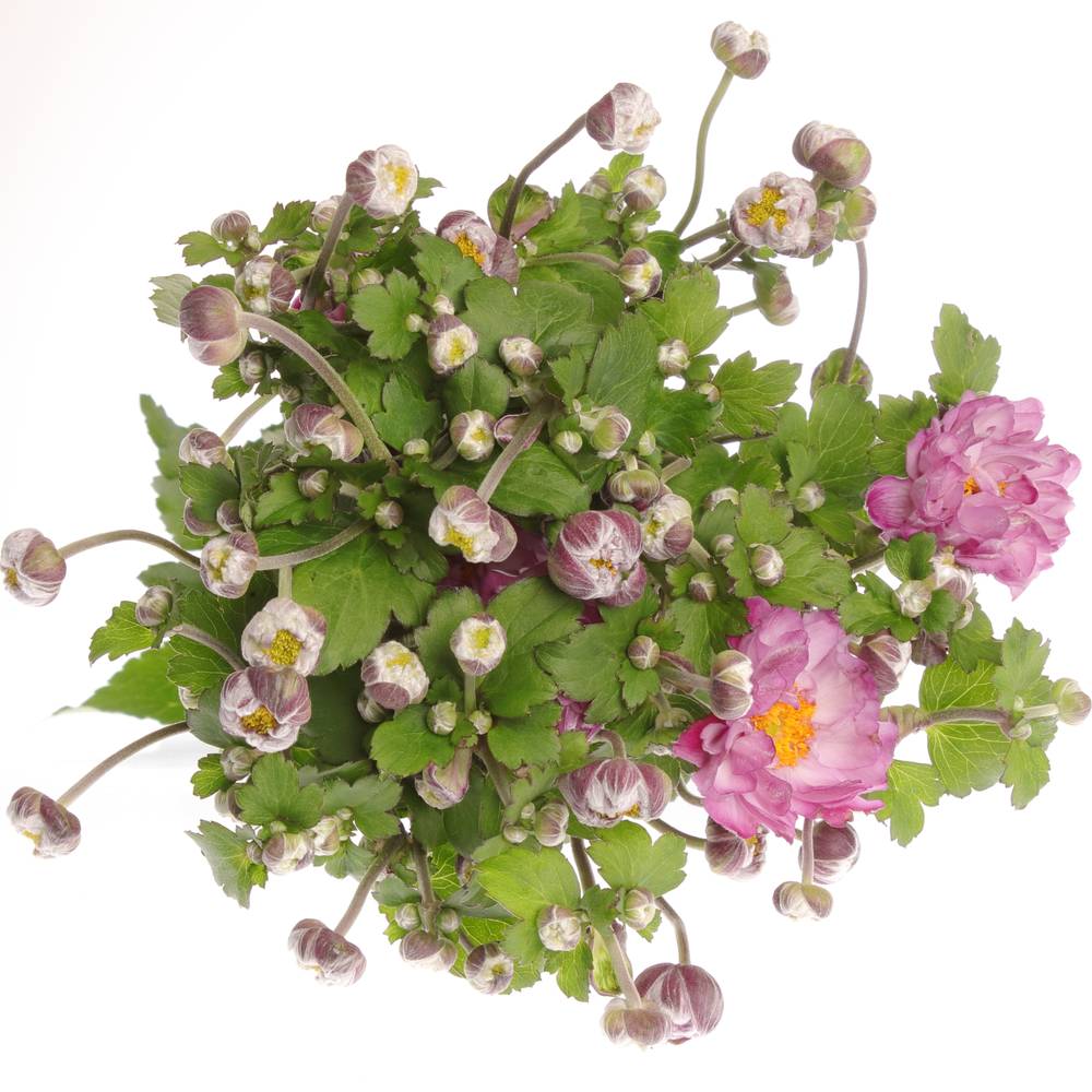 Anemoon rosa Wild 60cm