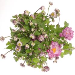 Anemoon rosa Wild 60cm