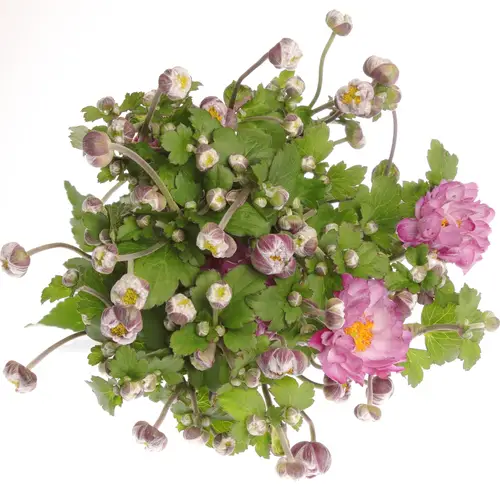Anemoon rosa Wild 60cm